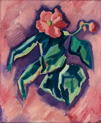 Begonie rosa, 1928-1929