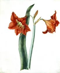 Amarillide