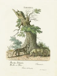 Piccoli formichieri sotto un albero