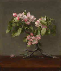 Fiori di melo