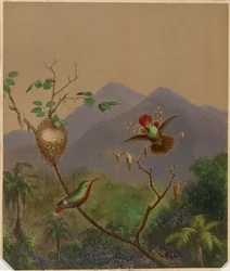Colibrì brasiliani III