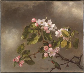 Colibrì e fiori di melo