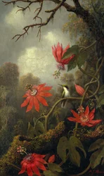 Colibrì e fiori della passione