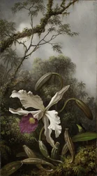 Colibrì con orchidea bianca, 1875-1885