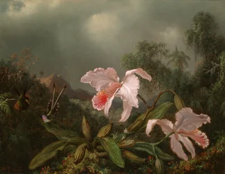 Orchidee della giungla e colibrì