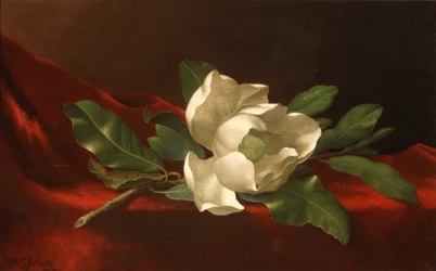 Magnolia, 1885-95 circa (olio su tela)