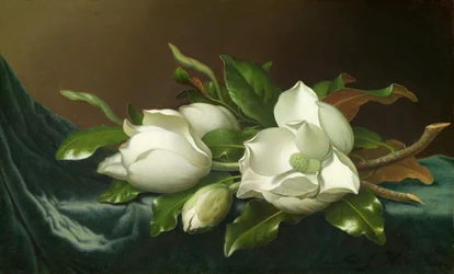 Magnolie su Panno di Velluto Azzurro Chiaro