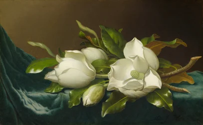 Magnolie su stoffa di velluto azzurro chiaro