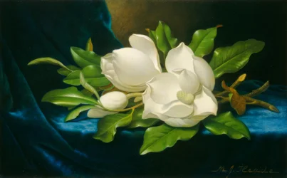 Gigantesche magnolie su un panno di velluto blu