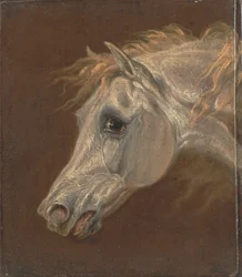 Testa di un cavallo arabo grigio