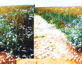 Sentiero di Campo