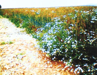 Sentiero di campagna