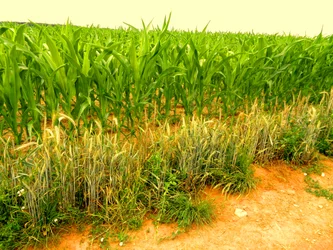 Terra Fertile