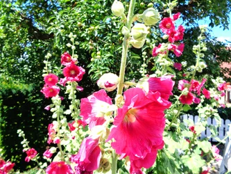Giardino in Estate