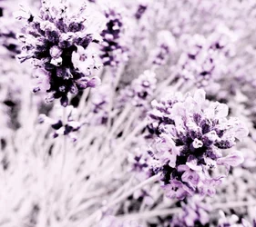 Lavanda lilla argento