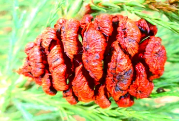 Frutto di sequoia