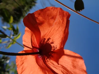 Papaveri