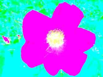 Popart Omaggio a Andy Warhol