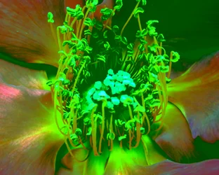 Rosa Verde
