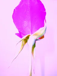 Rosa Lilla