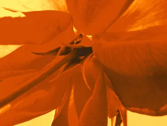 Fioritura della rosa