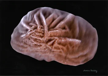 Rosa del deserto