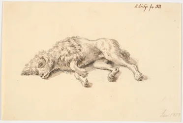 Cane barboncino sdraiato