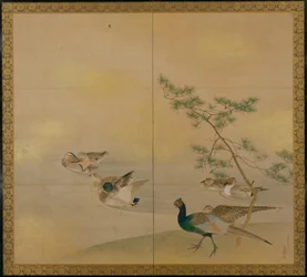 Uccelli acquatici