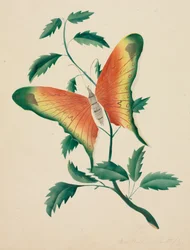 Cespuglio di rose e farfalla