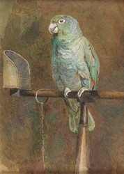 Polly il pappagallo