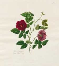 Una collezione di rose dalla natura: Rosa cinese scura