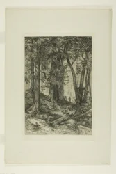 Una foresta della California