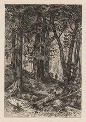 Interno di una foresta californiana dopo Thomas Moran americano, 1837-1926, 1888