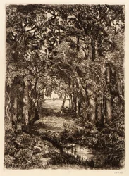 Il mare attraverso il bosco