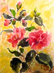 Camelie