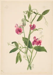 (Senza titolo - Studio di un fiore)