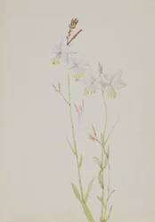 (Senza titolo - Studio di un fiore)