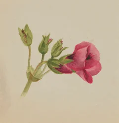 (Senza titolo - Studio di un fiore)
