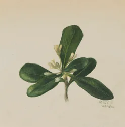 (Senza titolo - Studio di un fiore)