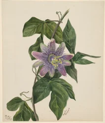 (Senza titolo - Studio di un fiore)