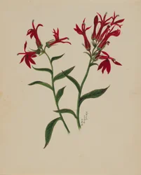 (Senza titolo - Studio di un fiore)