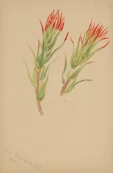 (Senza titolo - Studio di una pianta)