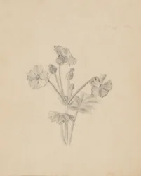 (Senza titolo - Studio di una pianta)