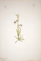 (Senza titolo - Studio di una pianta)