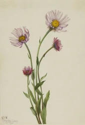 Flebo dell