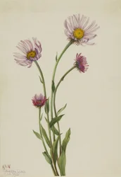 Erigeron salsuginosus dell