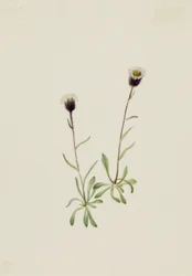 Erigeron unalaschensis delle Aleutine
