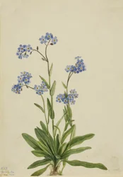 Non-ti-scordar-di-me Alpino Myosotis alpestris, 1924