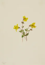 Mimulus caespitosus, 1904