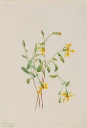Erba di paglia alpina (specie Senecio)